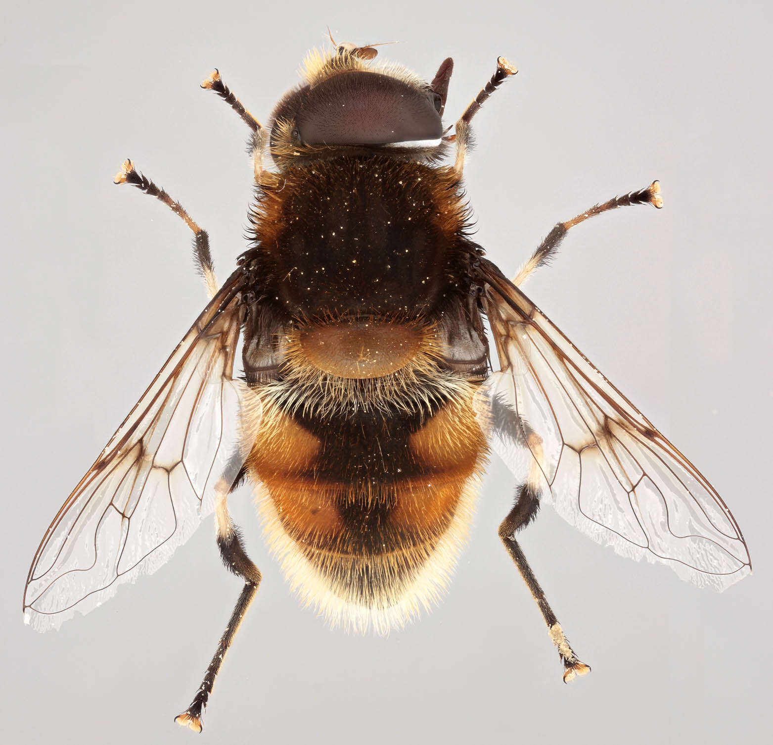 Image of Eristalis intricaria (Linnaeus 1758)