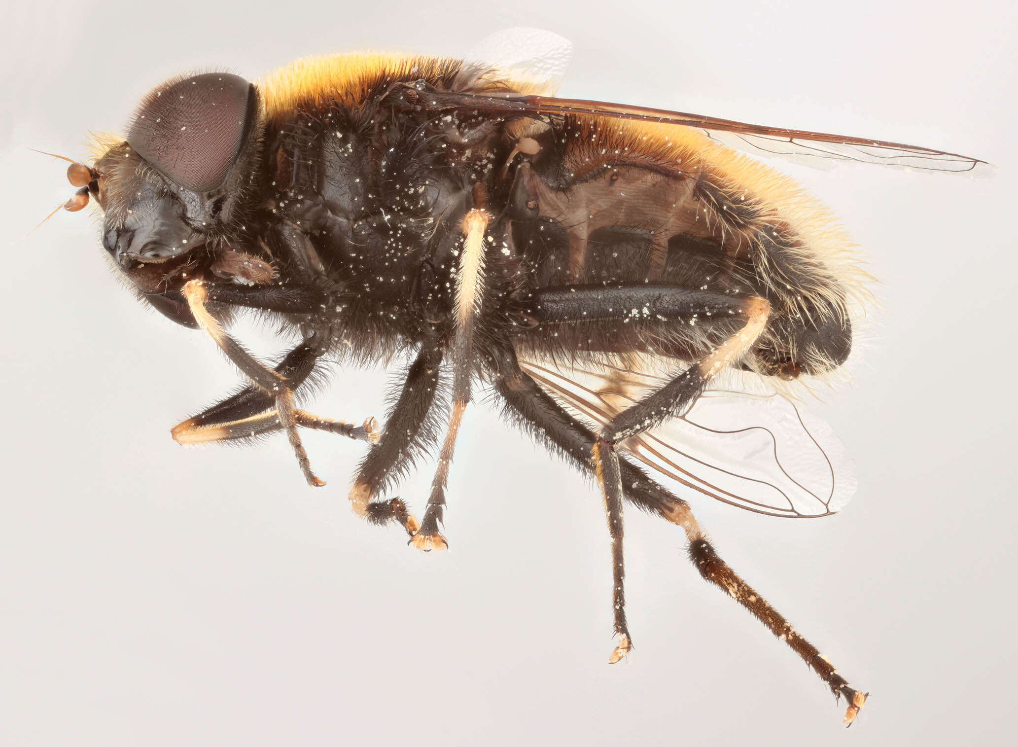 Image of Eristalis intricaria (Linnaeus 1758)