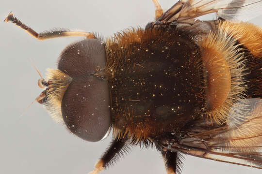 Image of Eristalis intricaria (Linnaeus 1758)