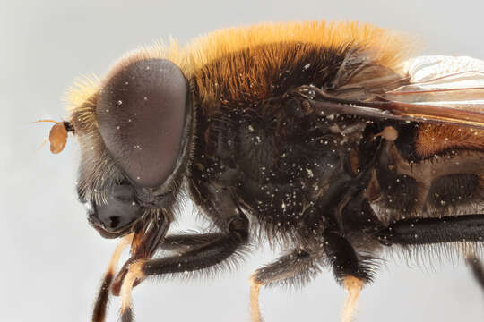 Image of Eristalis intricaria (Linnaeus 1758)