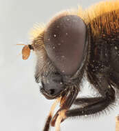 Image of Eristalis intricaria (Linnaeus 1758)