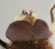 Image of Eristalis intricaria (Linnaeus 1758)