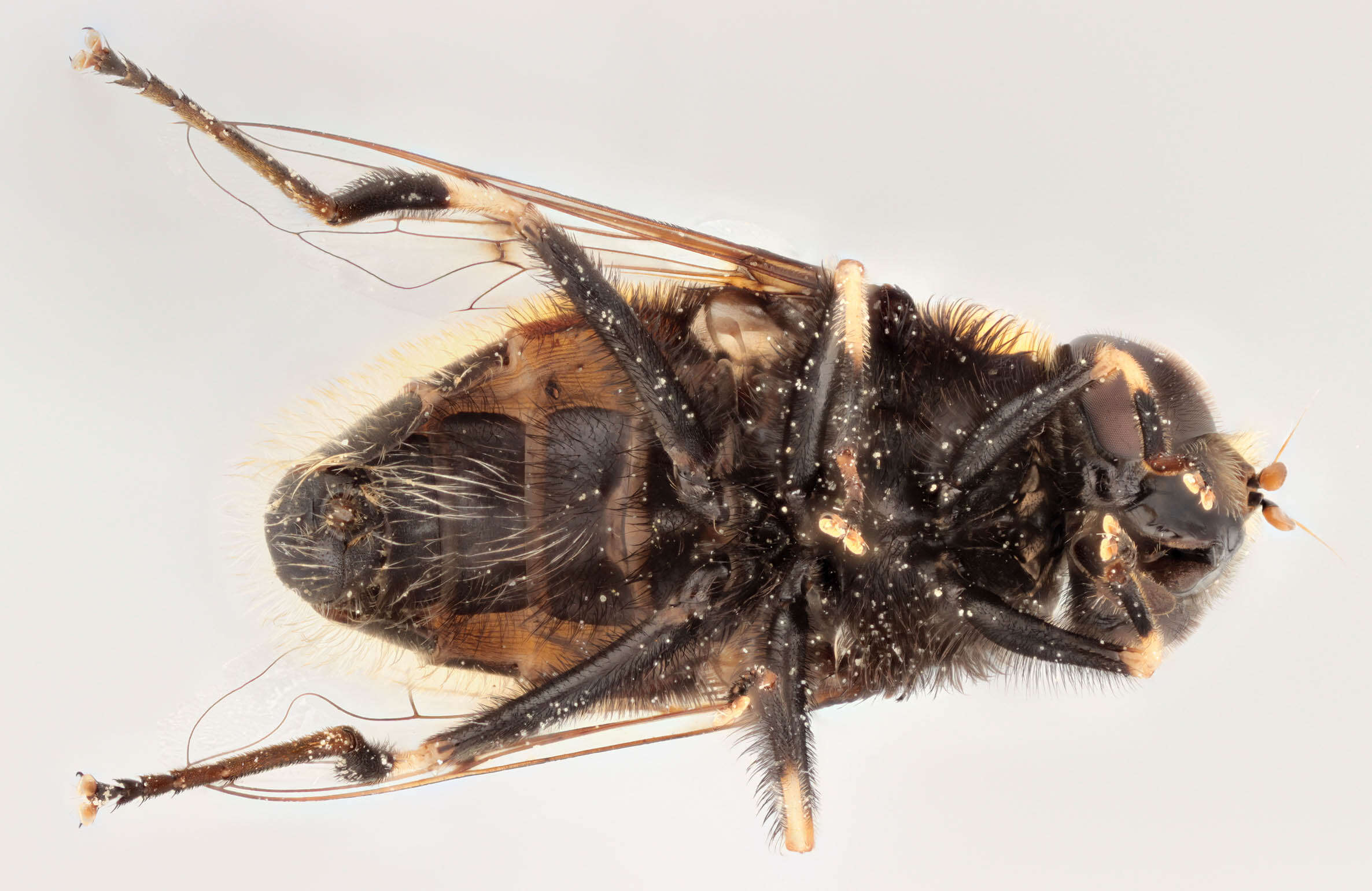 Image of Eristalis intricaria (Linnaeus 1758)