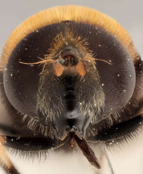 Image of Eristalis intricaria (Linnaeus 1758)