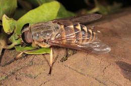 Image of dark giant horsefly