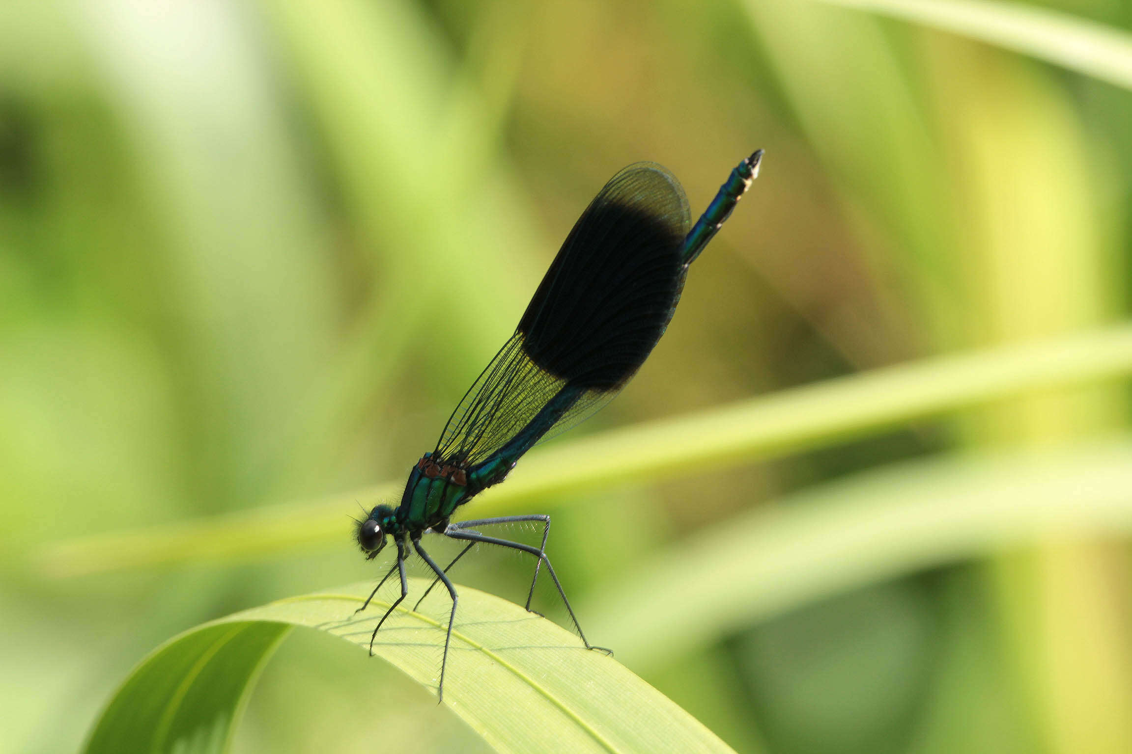 Image of Banded Agrion