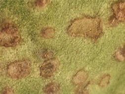 Image of Puccinia vincae (DC.) Berk. 1836