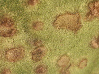 Image of Puccinia vincae (DC.) Berk. 1836