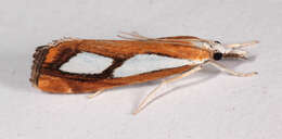 صورة Catoptria pinella Linnaeus 1758