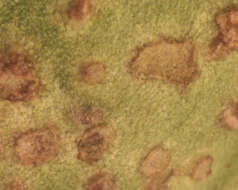 Image of Puccinia vincae (DC.) Berk. 1836