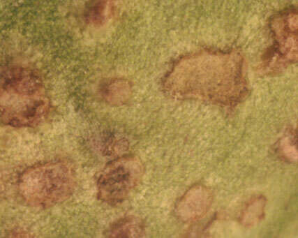 Image of Puccinia vincae (DC.) Berk. 1836