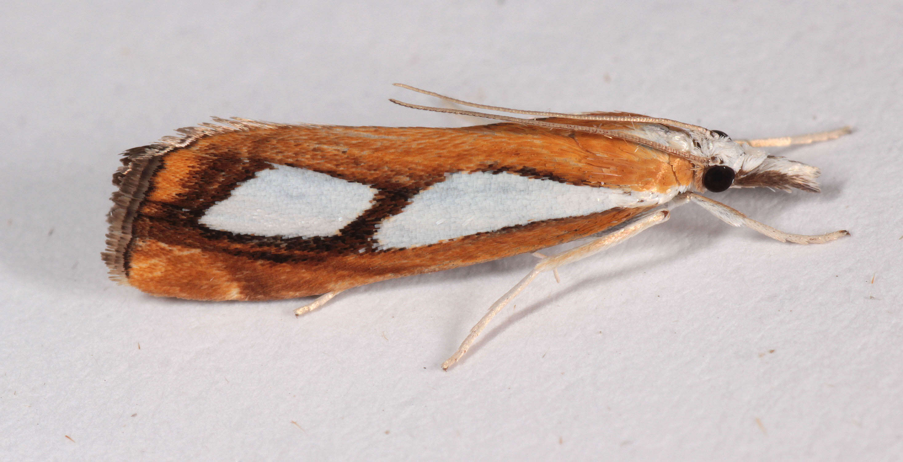 صورة Catoptria pinella Linnaeus 1758