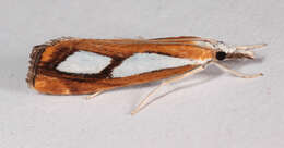 صورة Catoptria pinella Linnaeus 1758