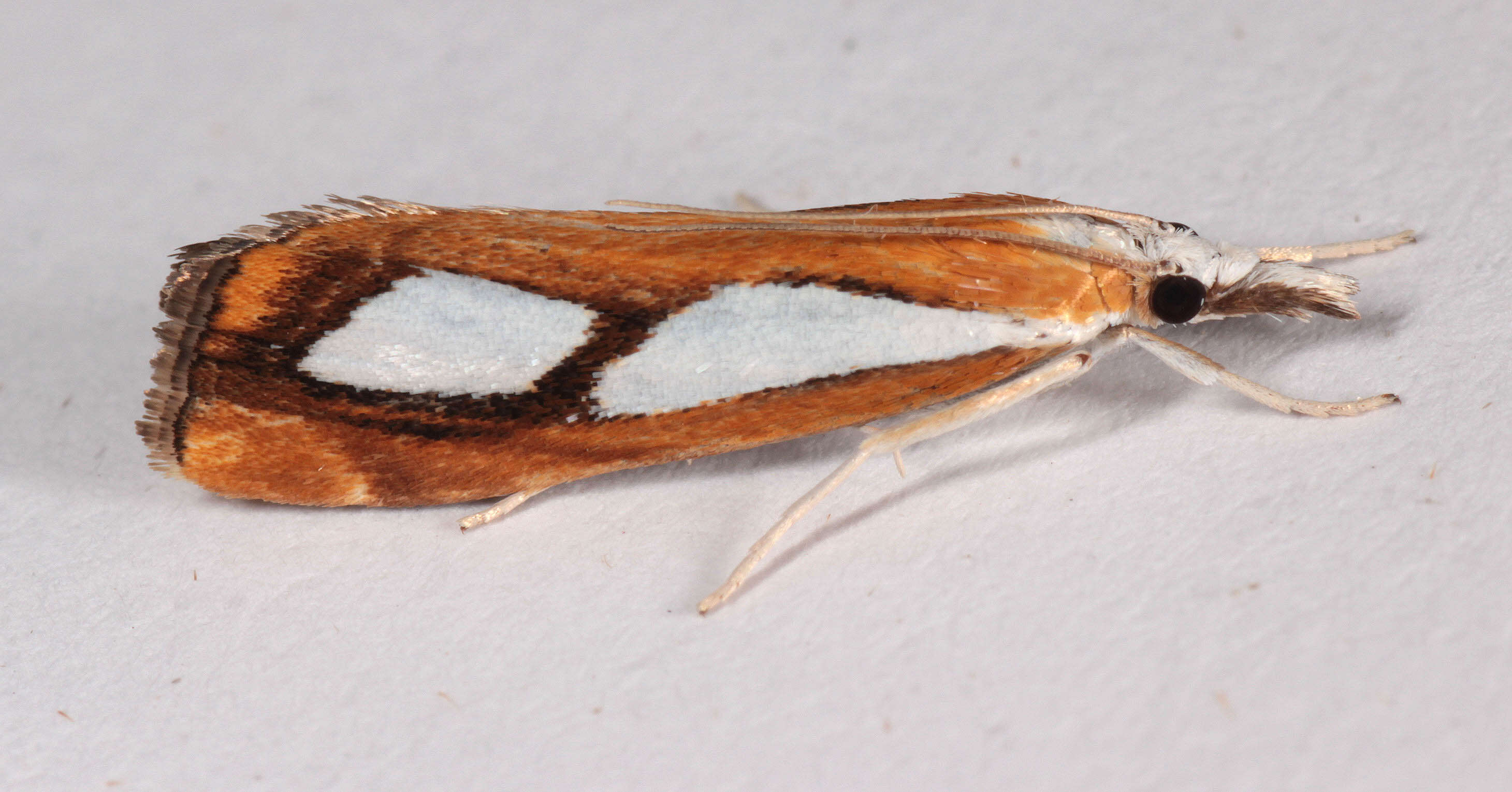 Image of Pearl Grass-veneer