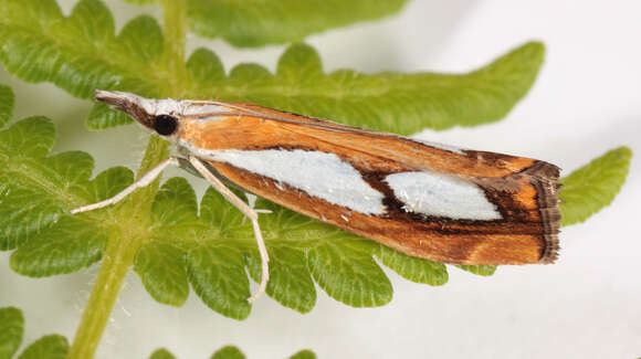 صورة Catoptria pinella Linnaeus 1758