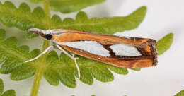 صورة Catoptria pinella Linnaeus 1758