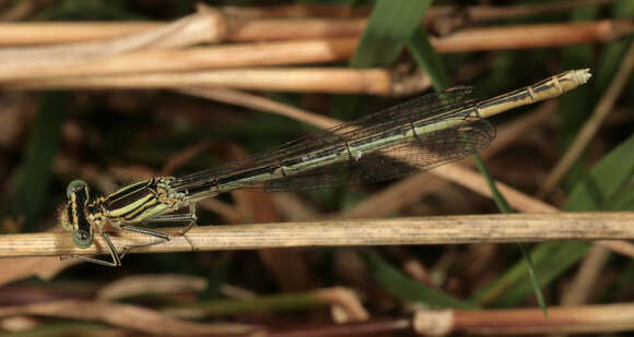 Image of Platycnemis Burmeister 1839