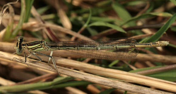 Image of Platycnemis Burmeister 1839