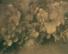 Image of felt lichen