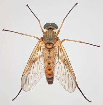 Image of Marsh Snipe fly