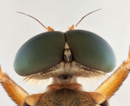 Image of Marsh Snipe fly