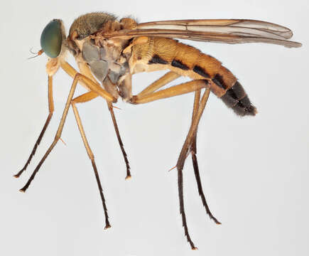 Image of Marsh Snipe fly