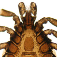 Image of Common sheep tick