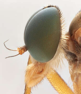 Image of Marsh Snipe fly