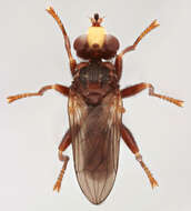 Image of Sicus ferrugineus (Linnaeus 1761)