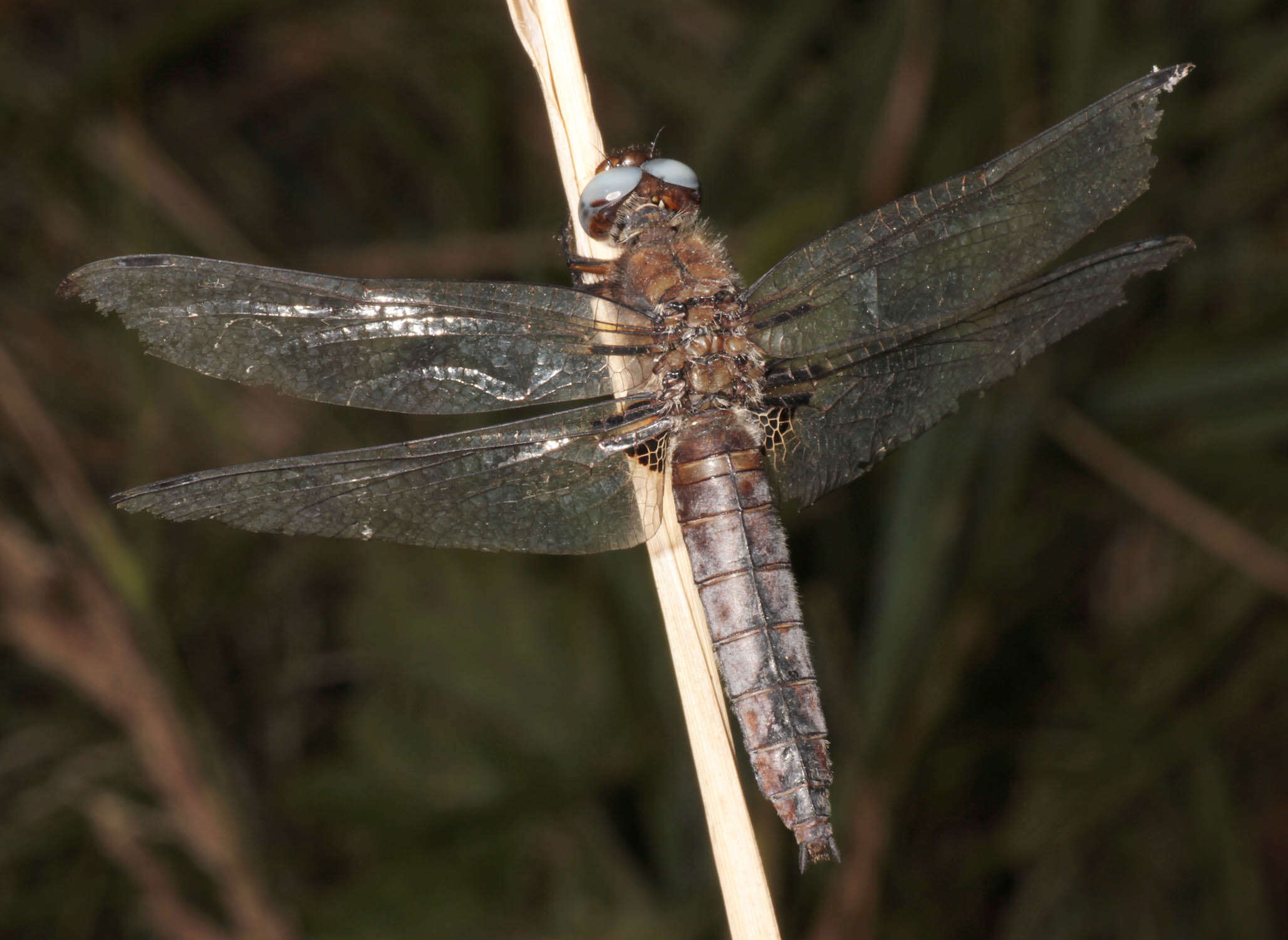 Image of Blue Chaser