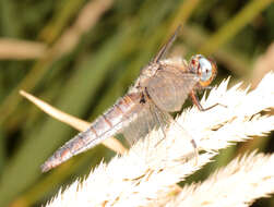 Image of Blue Chaser