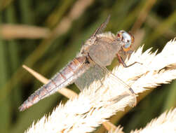 Image of Blue Chaser