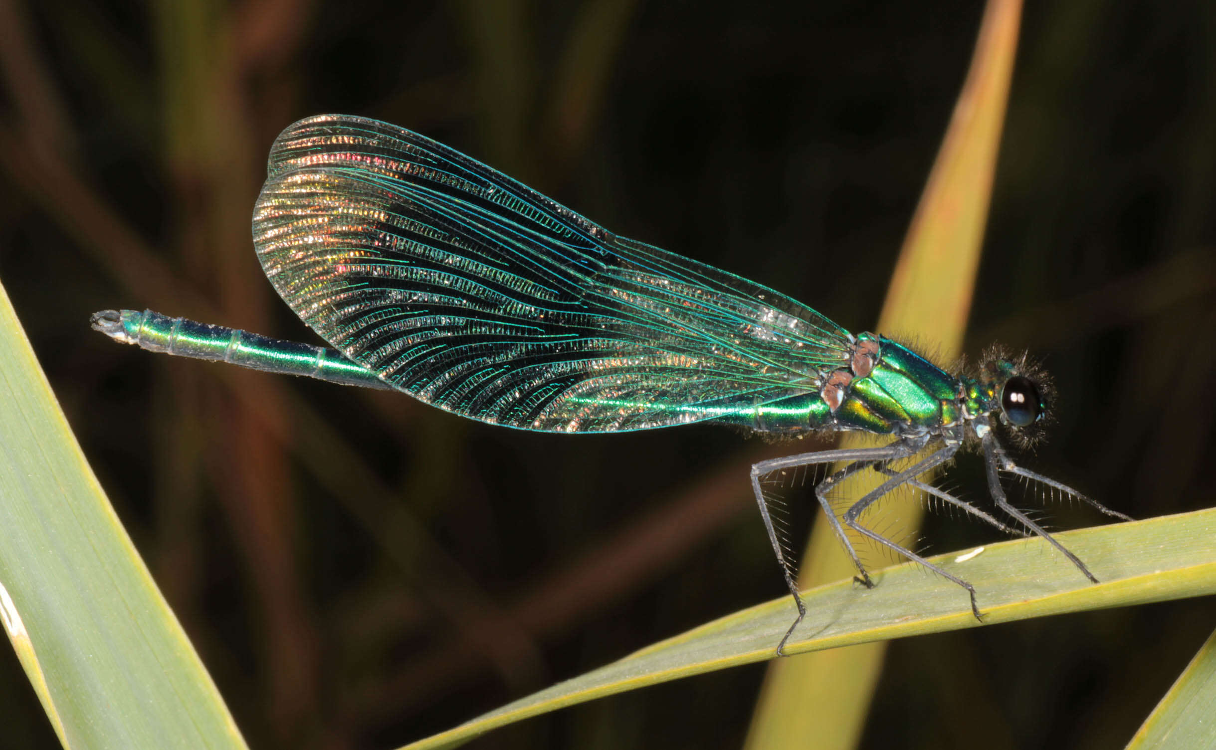 Image of Banded Agrion