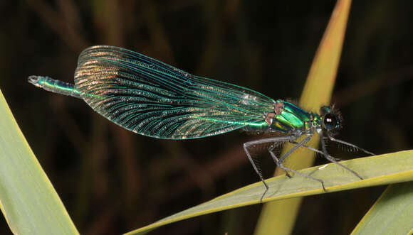 Image of Calopteryx splendens (Harris 1780)