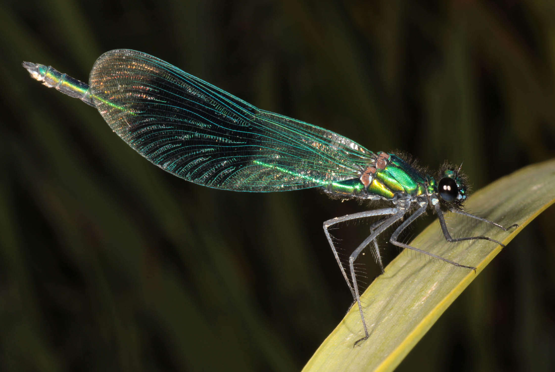 Image of Banded Agrion