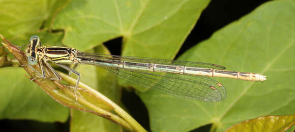 Image of Platycnemis Burmeister 1839