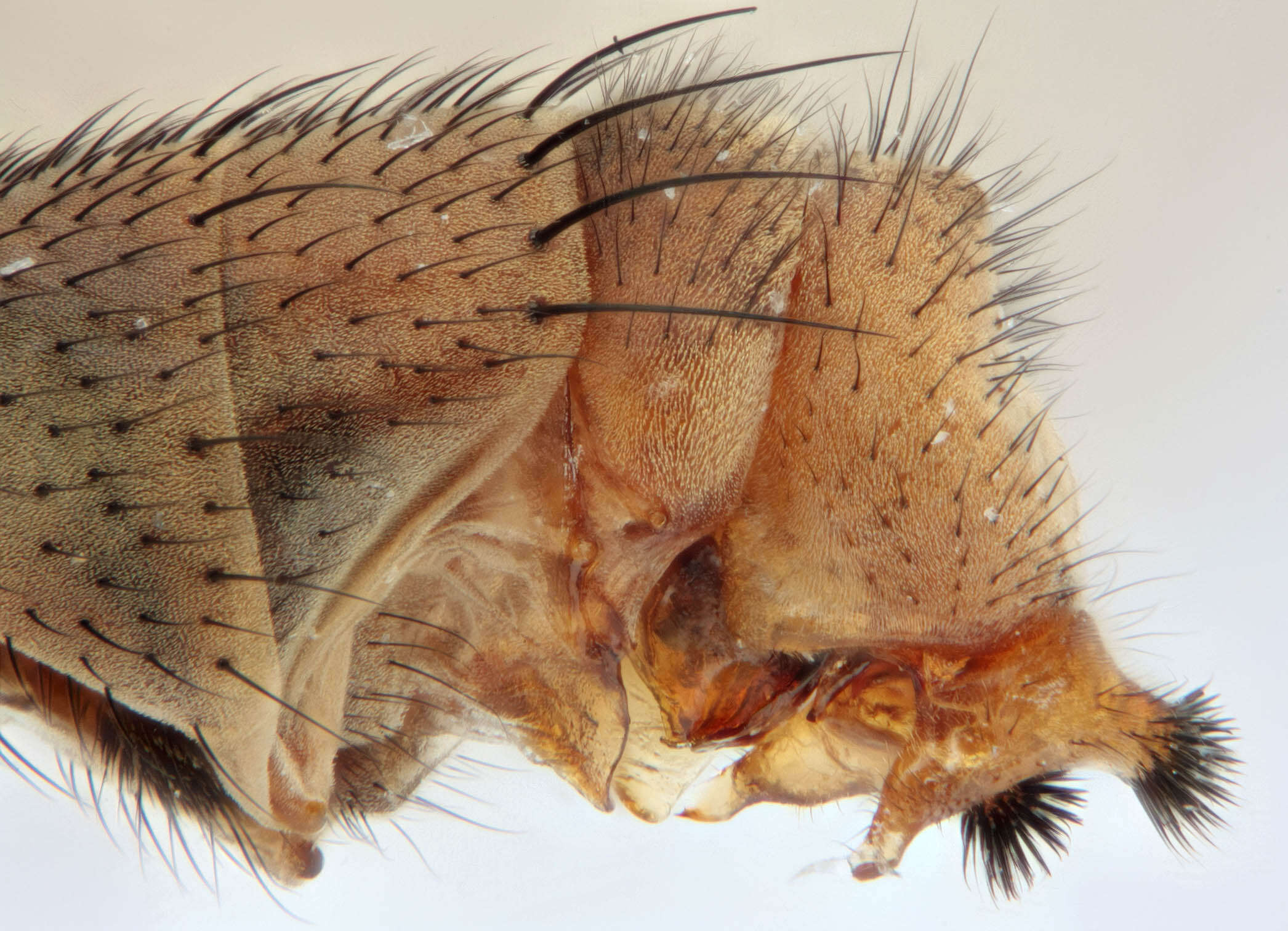 Pherbina coryleti (Scopoli 1763) resmi