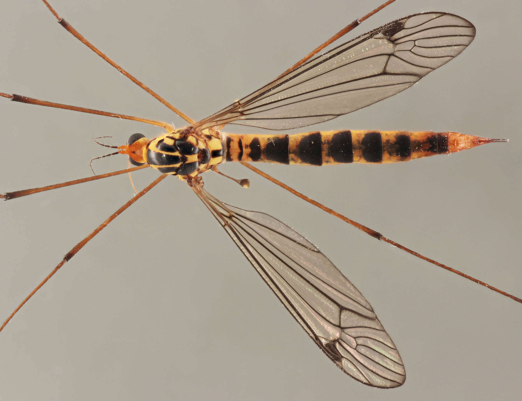 Sivun Nephrotoma flavipalpis (Meigen 1830) kuva