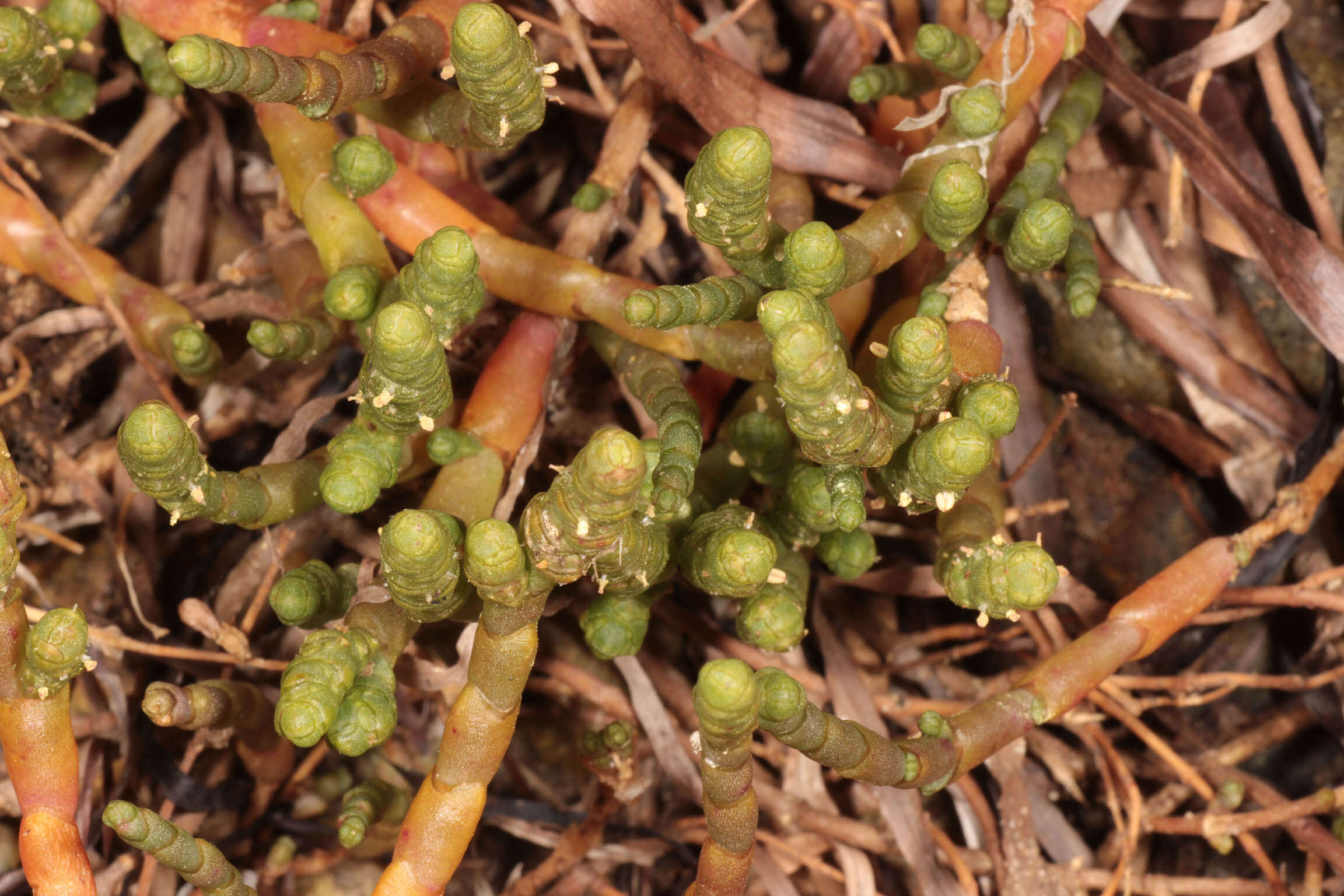 Слика од Salicornia perennis Miller