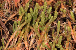 Слика од Salicornia perennis Miller