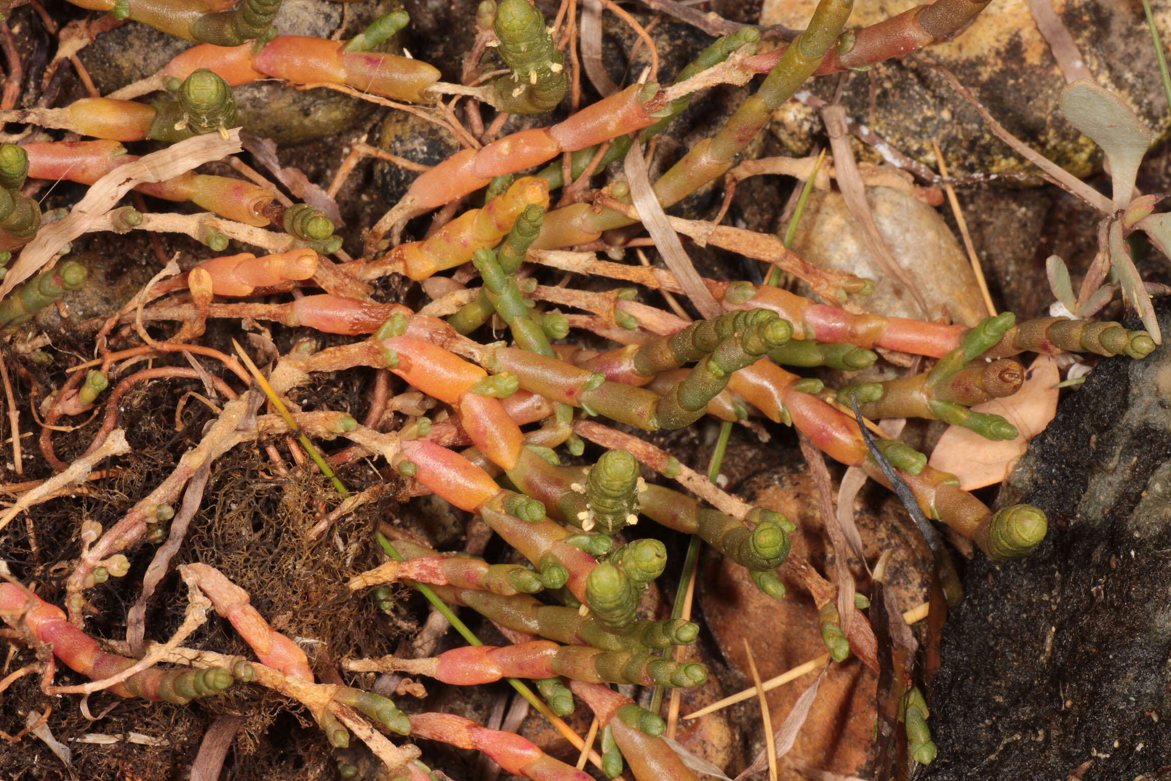 Слика од Salicornia perennis Miller