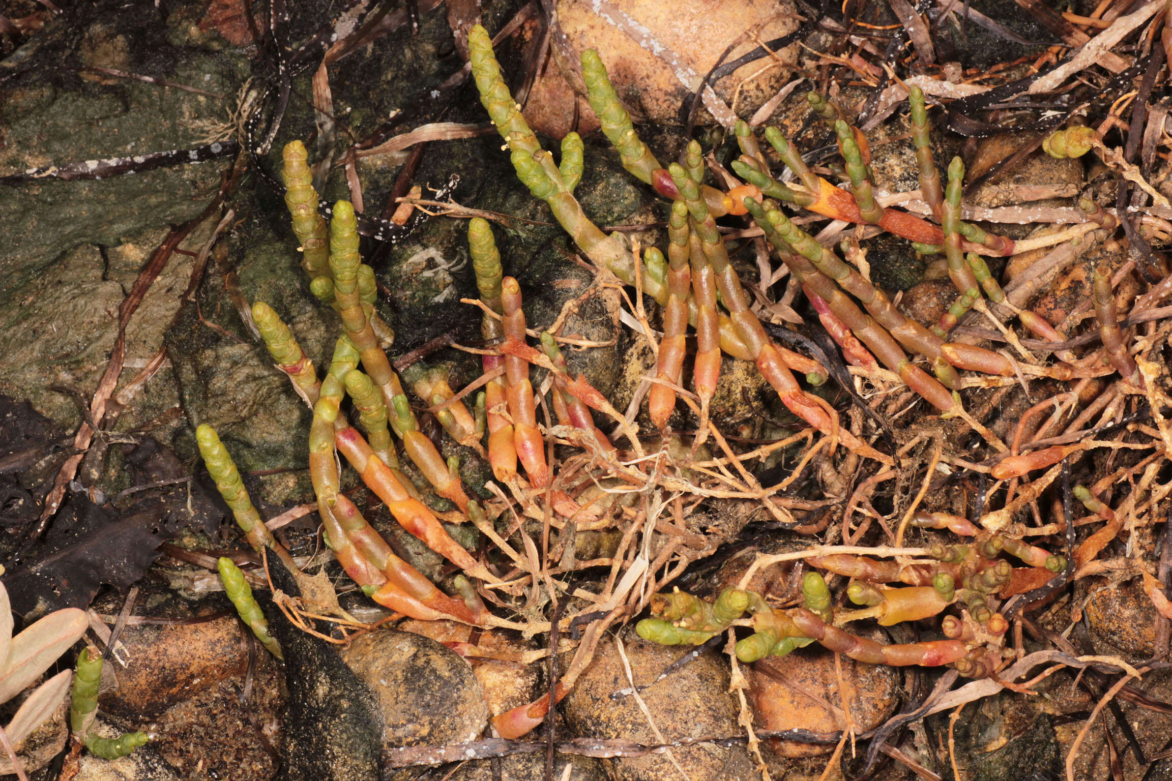 Слика од Salicornia perennis Miller