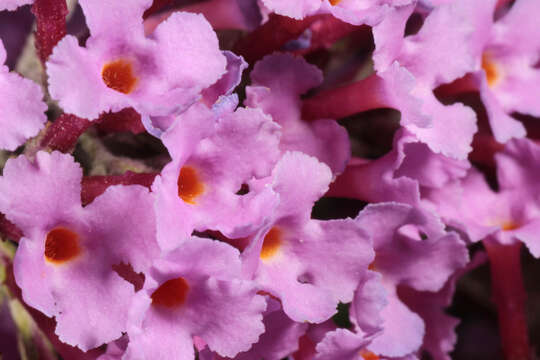 Image of butterfly-bush