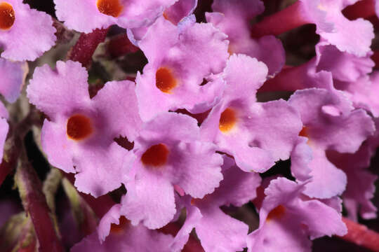 Image of butterfly-bush