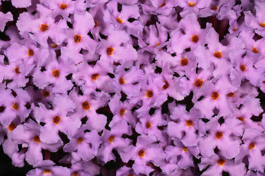 Image of butterfly-bush