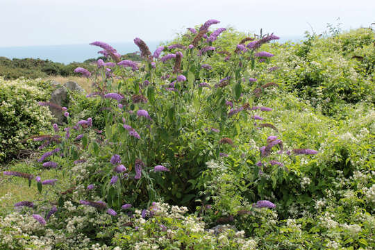 Image of butterfly-bush