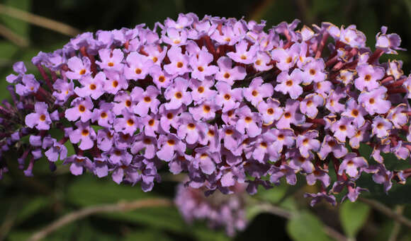 Image of butterfly-bush