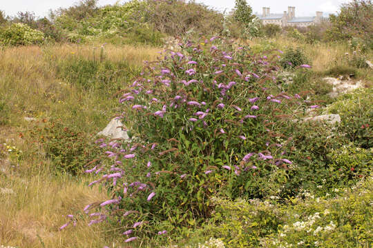 Image of butterfly-bush