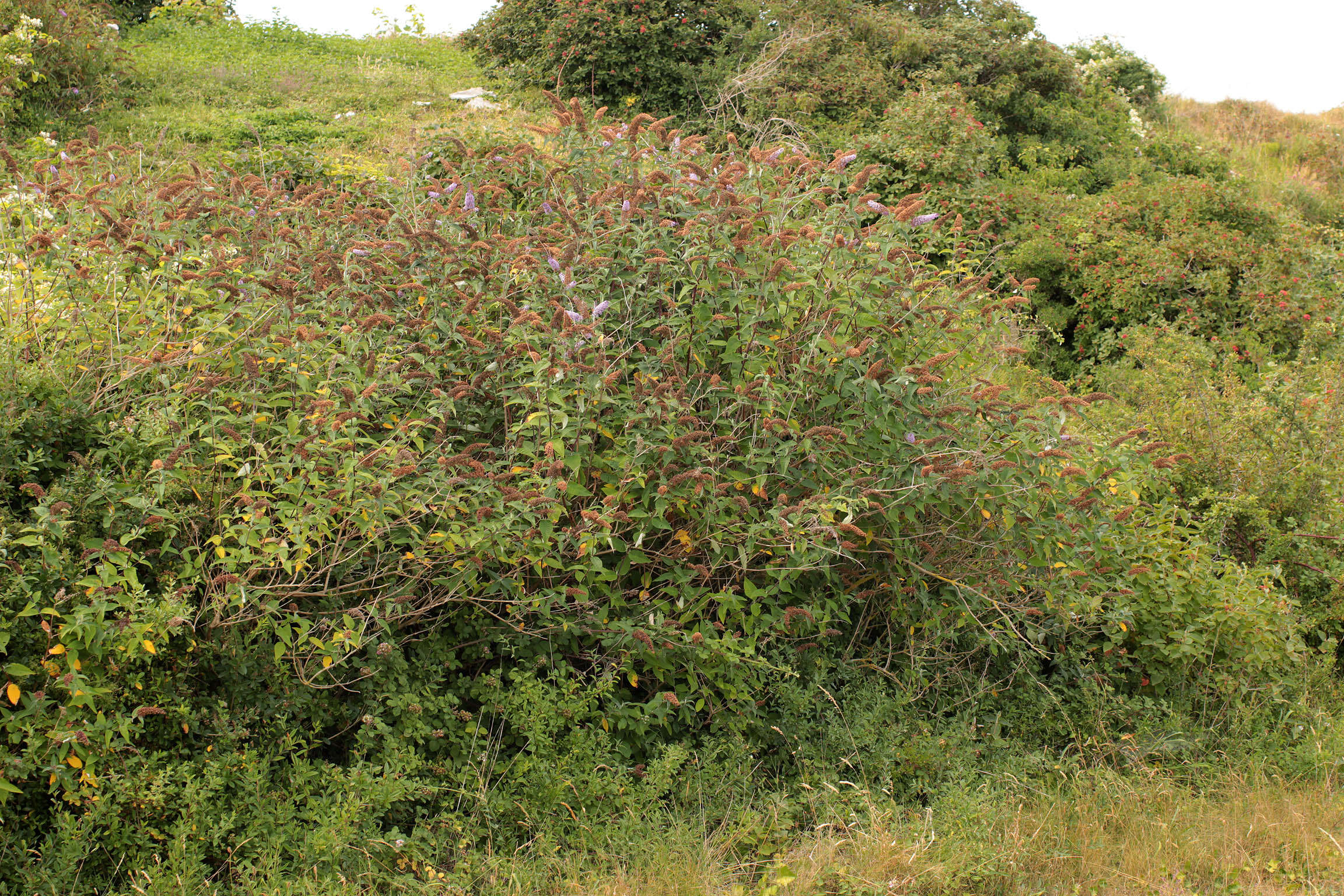 Image of butterfly-bush