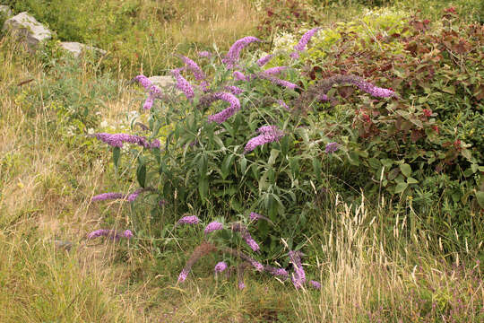 Image of butterfly-bush